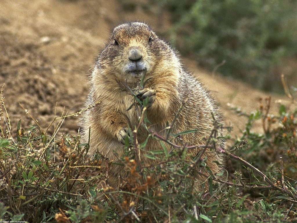 Blac-Tailed Prairie Dog